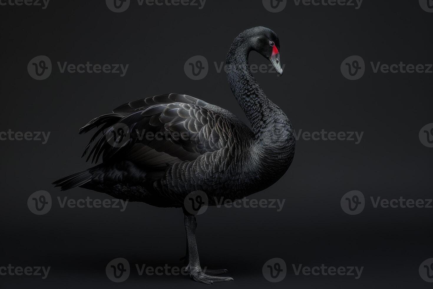 Black swan on black background 3d render photo