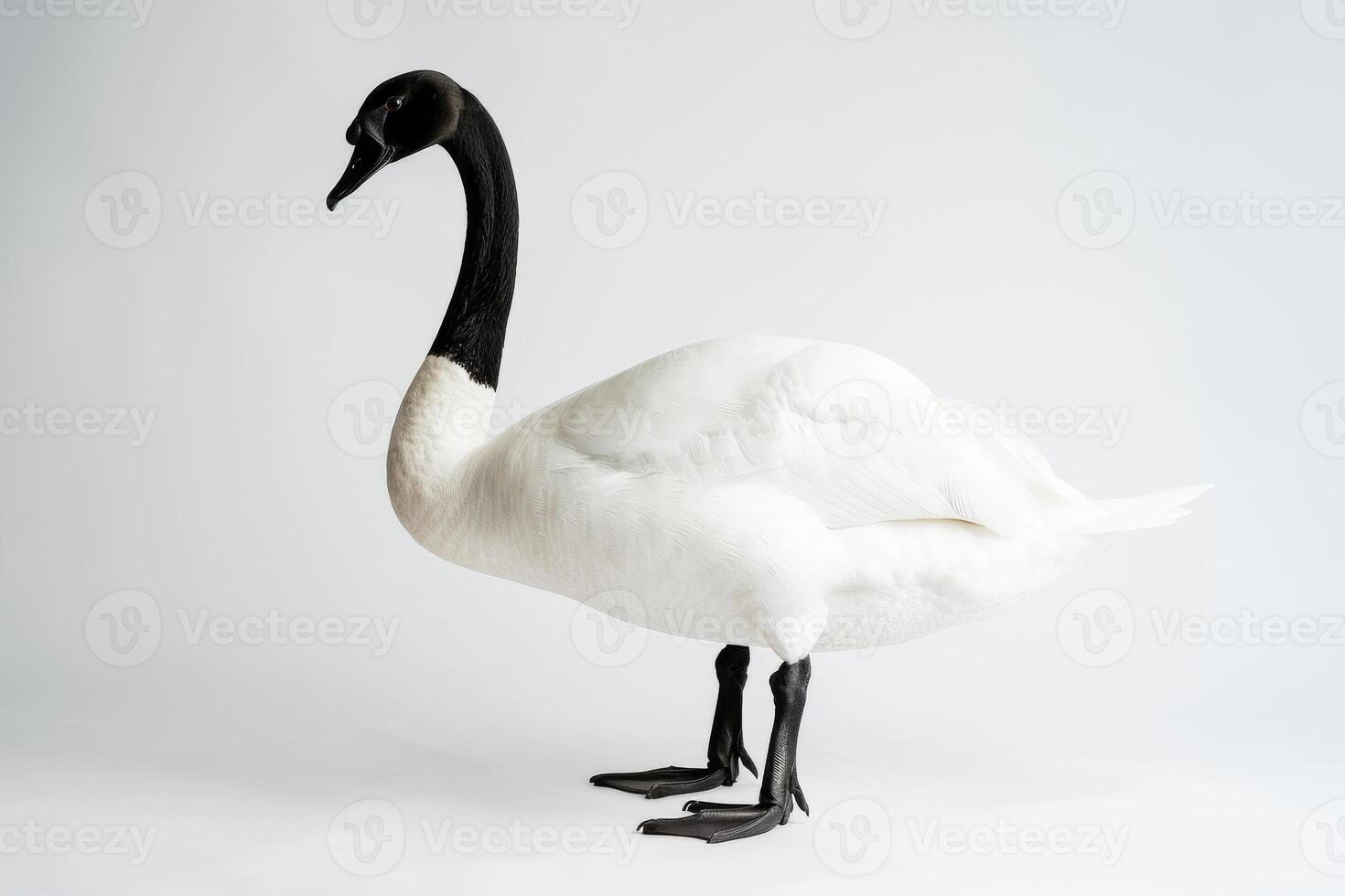 A white swan is standing in front of a white background photo