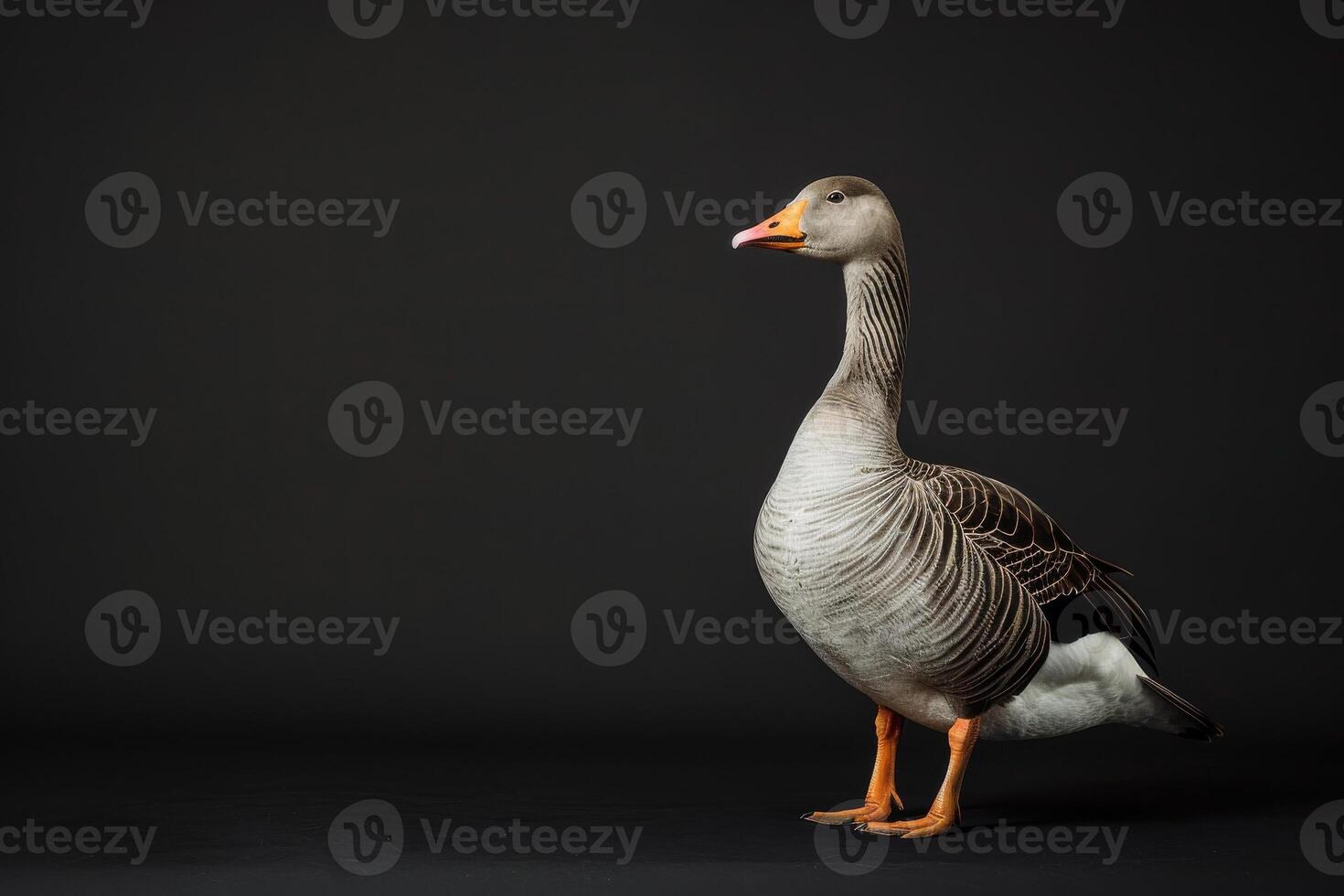 A goose is standing on a black background photo