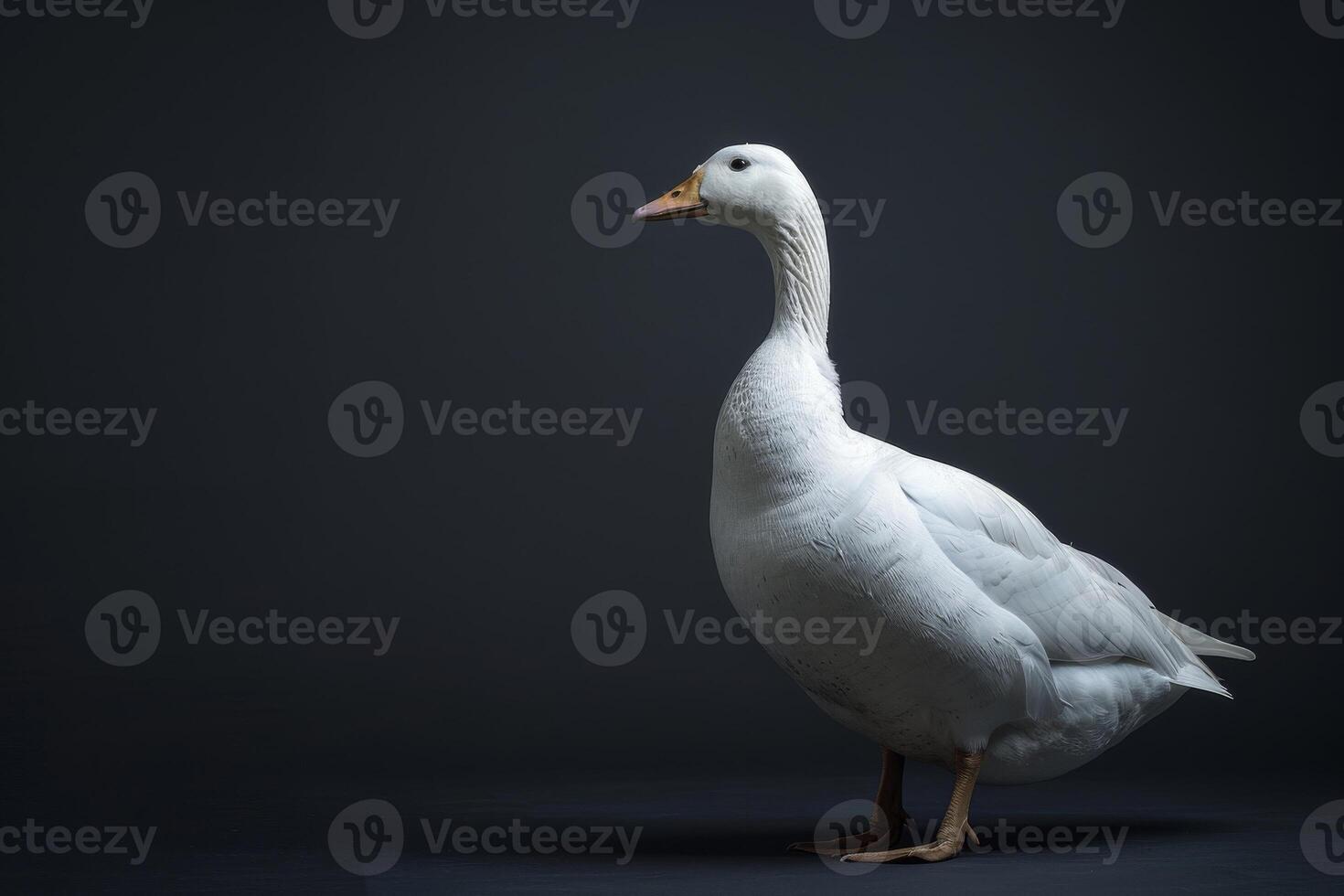 White goose standing on a dark background photo