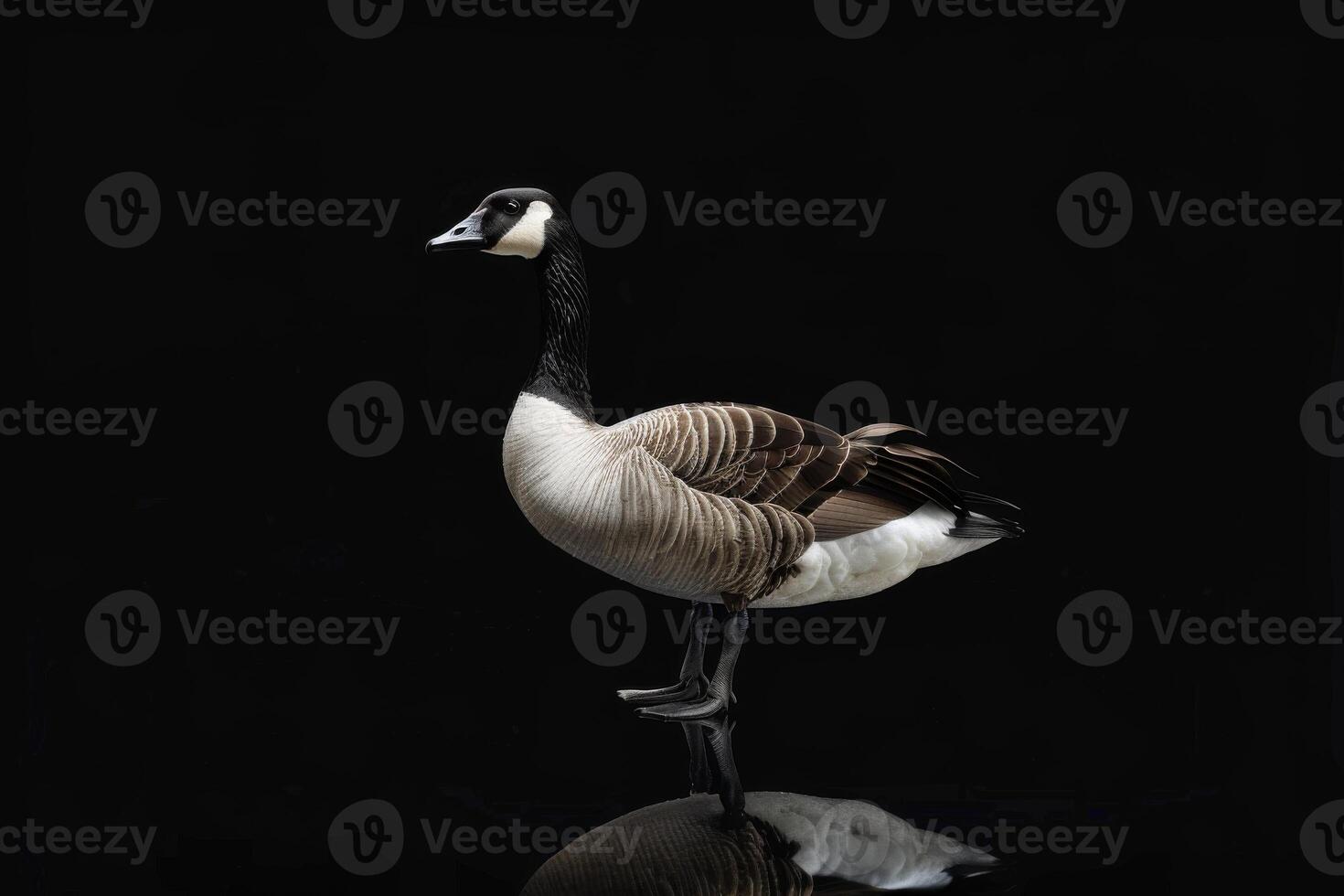 A goose is standing on a black background photo