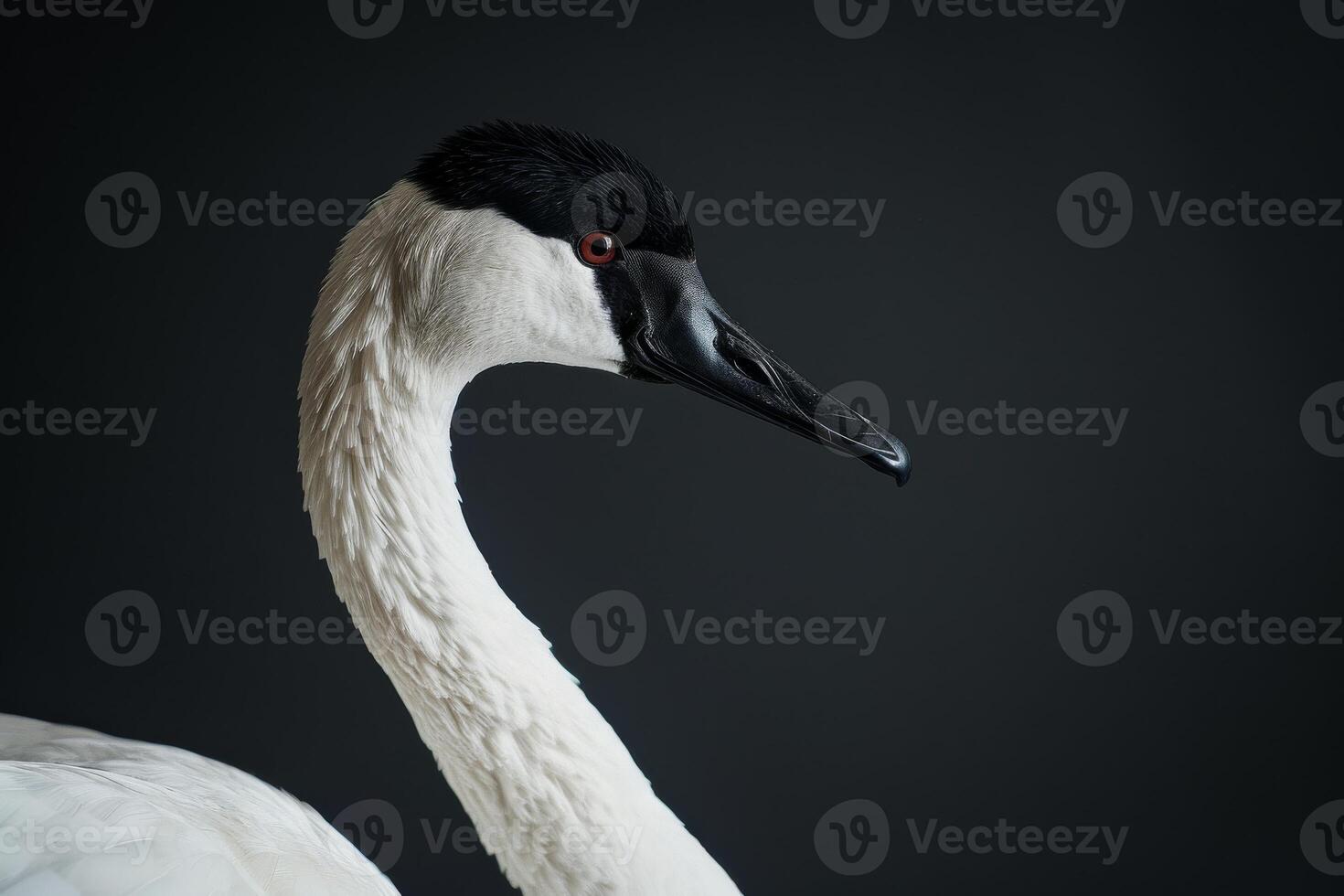 A close up of a white goose with a black beak photo