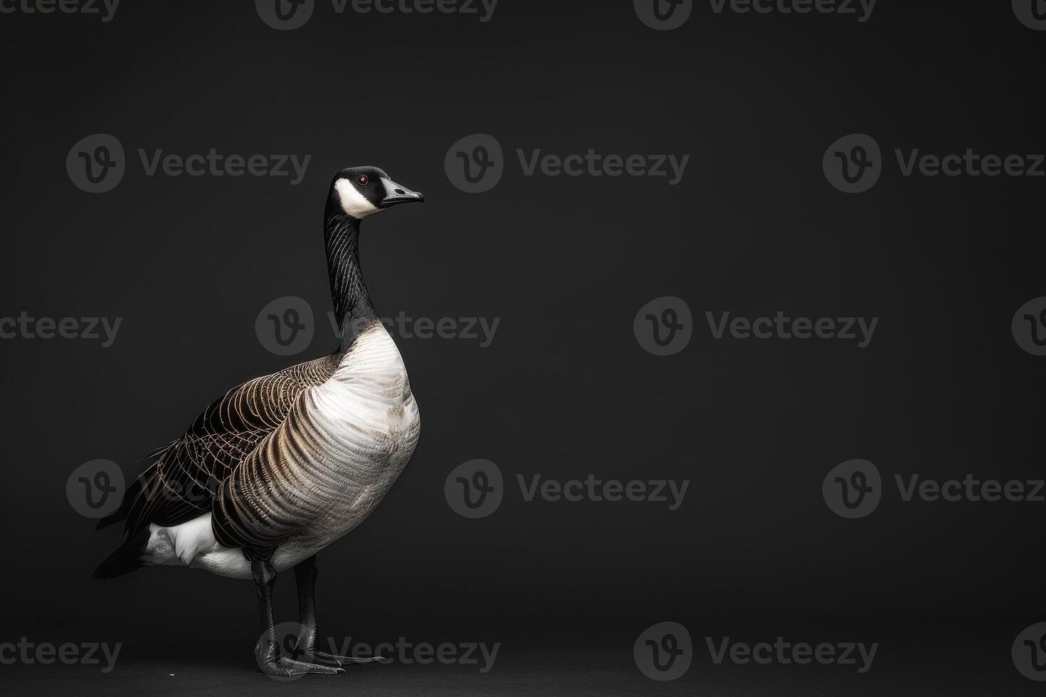 A goose is standing in front of a black background photo
