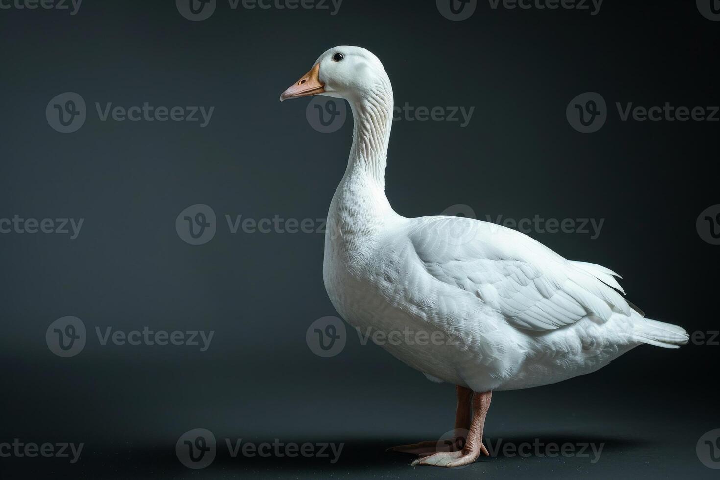 White goose on black background photo