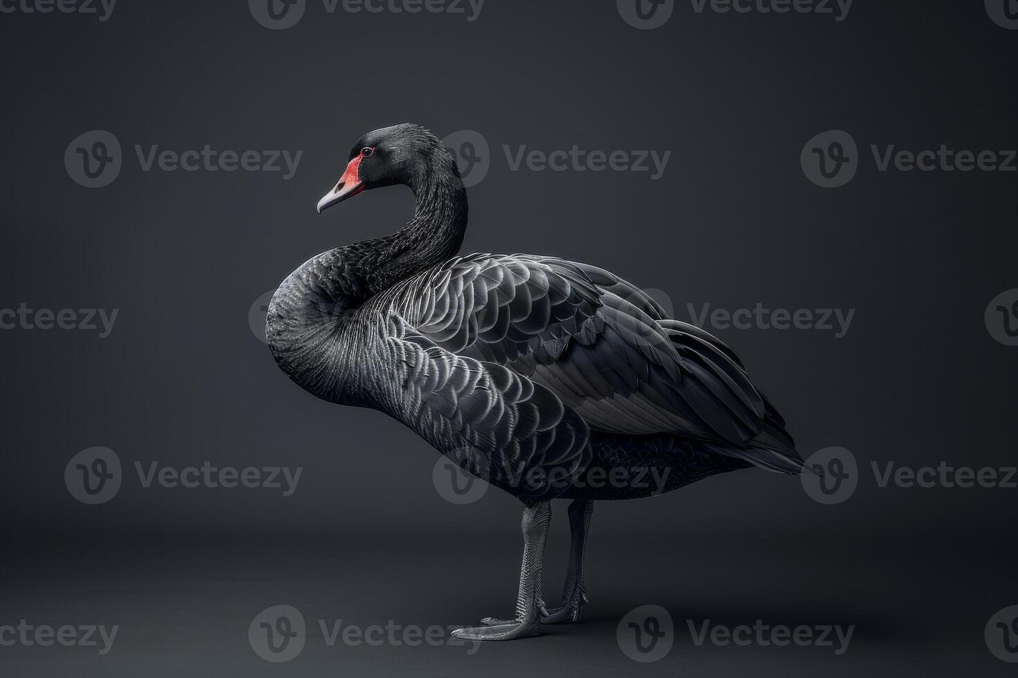 Black swan, black swan, black swan, black swan, black swan photo