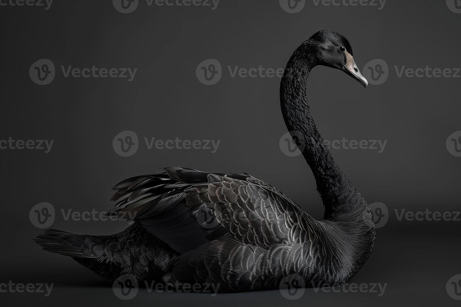 Black swan on a dark background photo