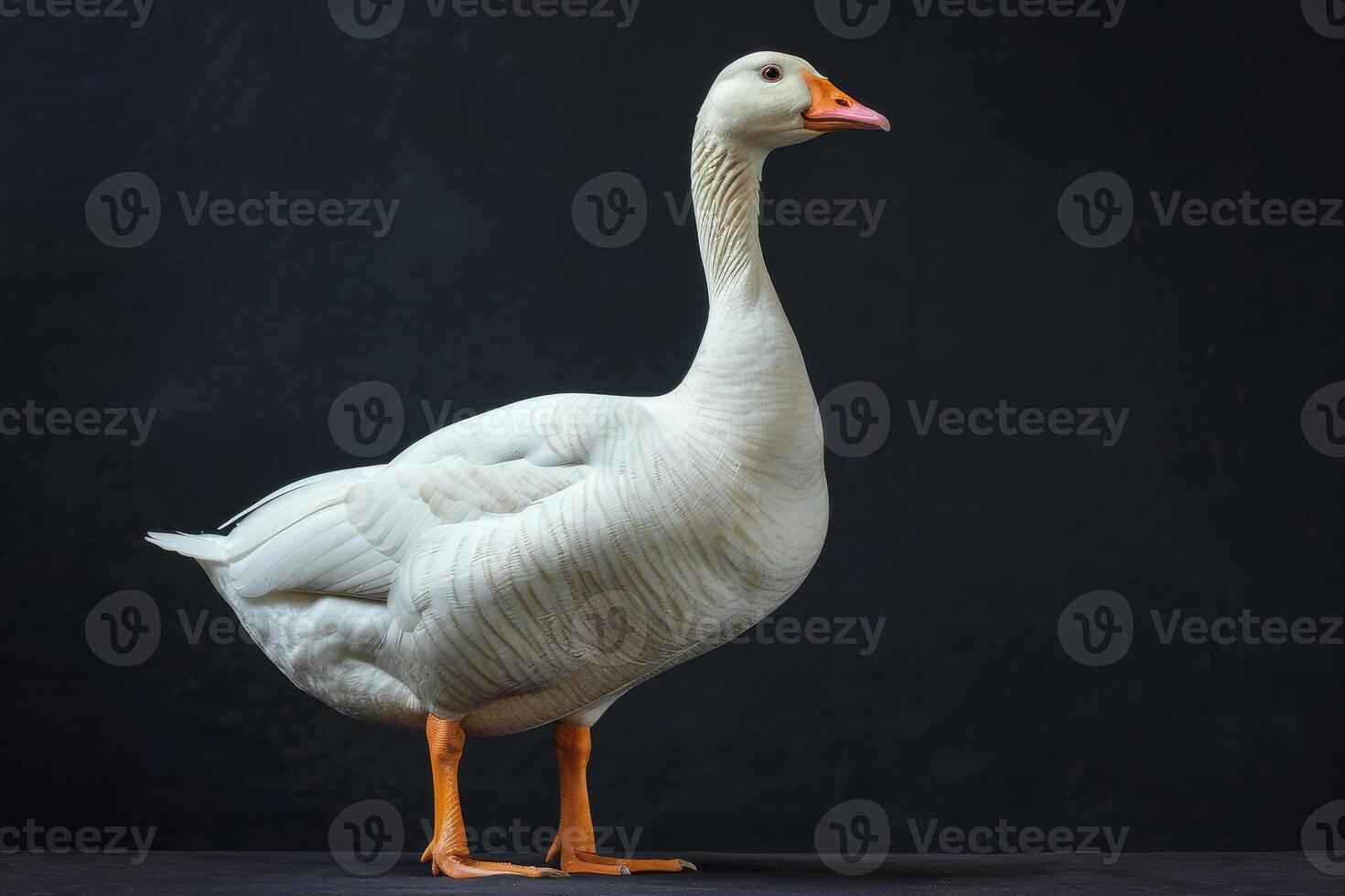 White goose standing on black background photo