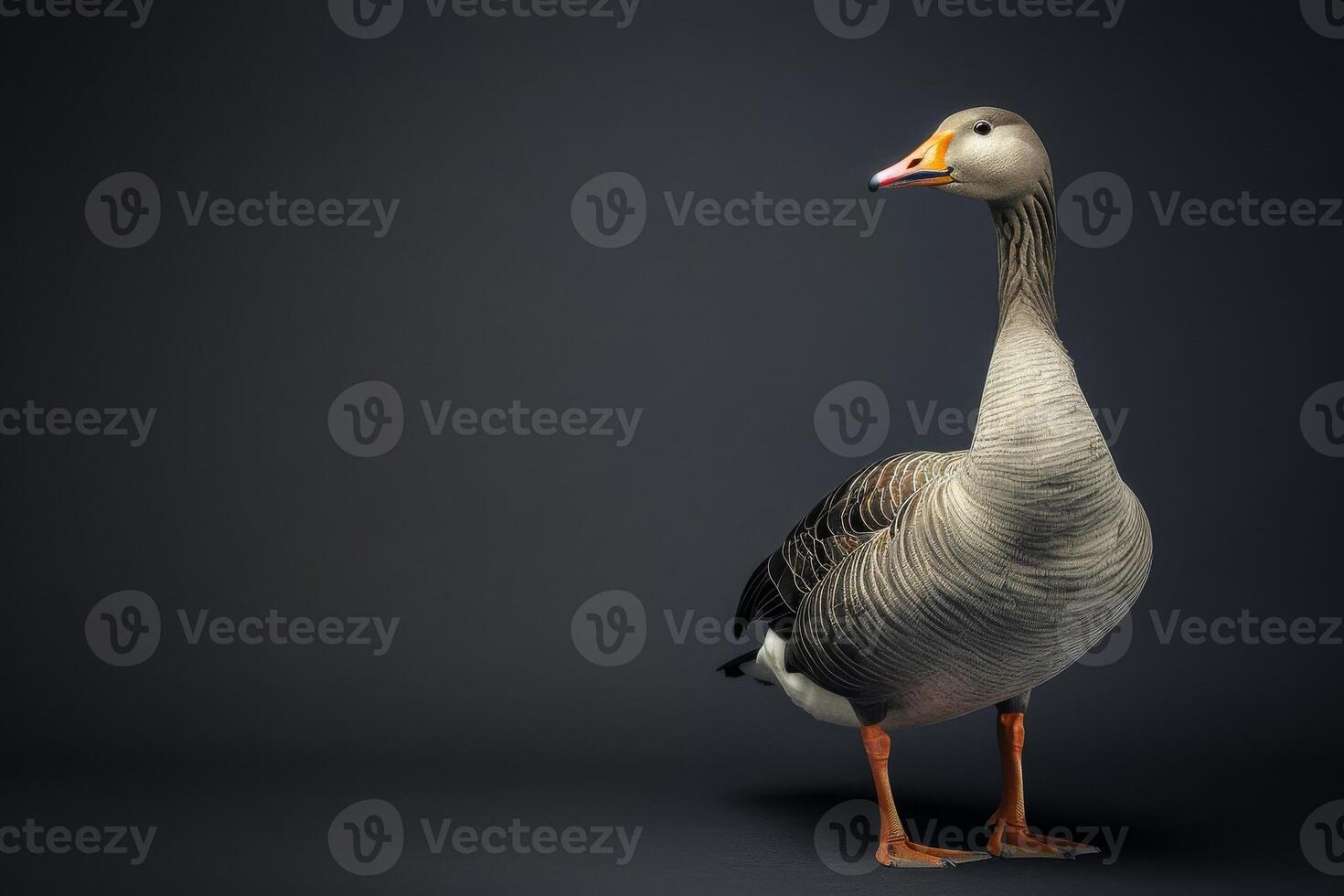 A goose is standing on a dark background photo