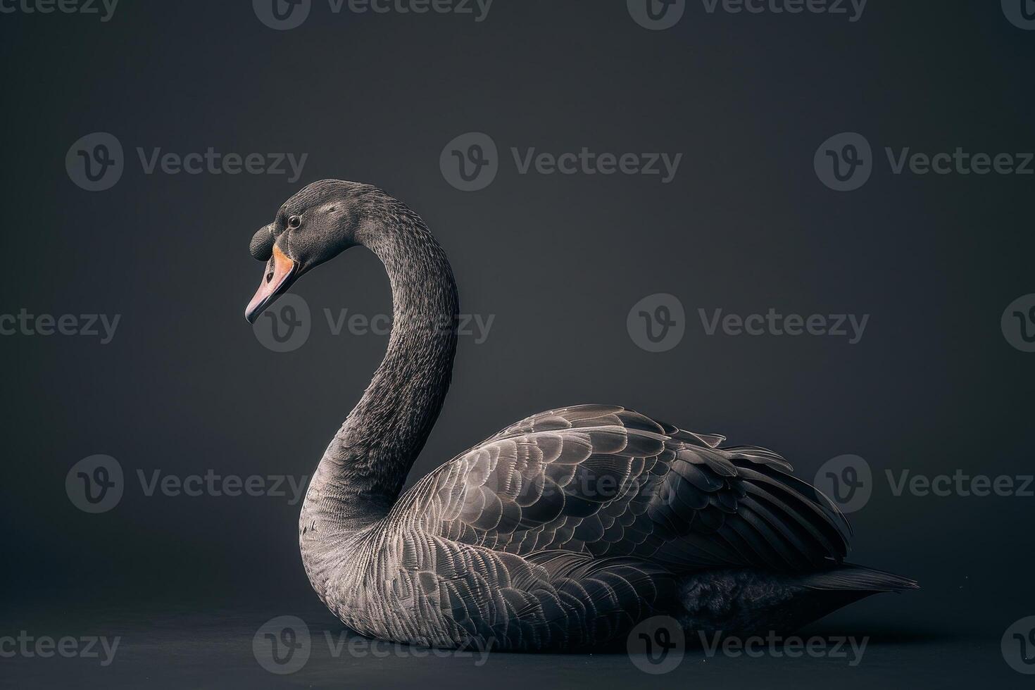 A black swan is sitting on a dark background photo