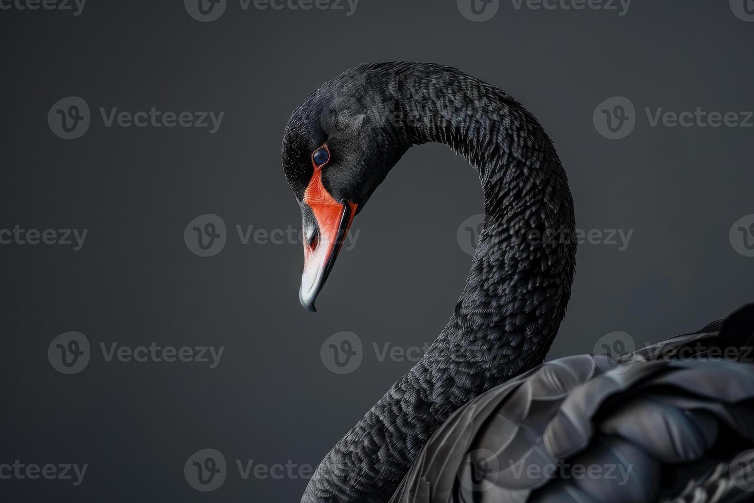 Black swan on a grey background photo