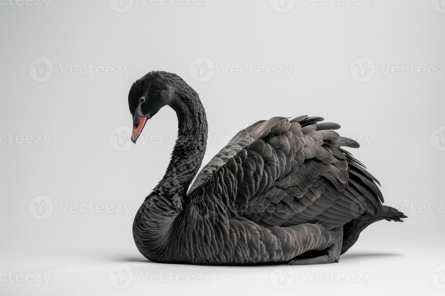Black swan on white background 3d render photo