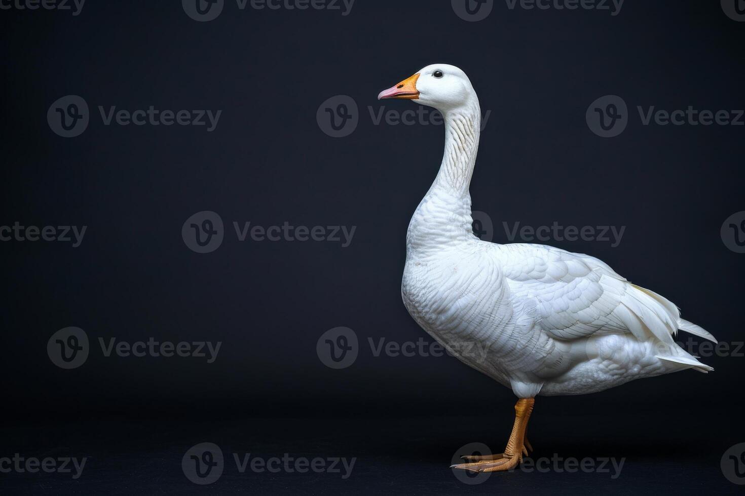 White goose on black background photo
