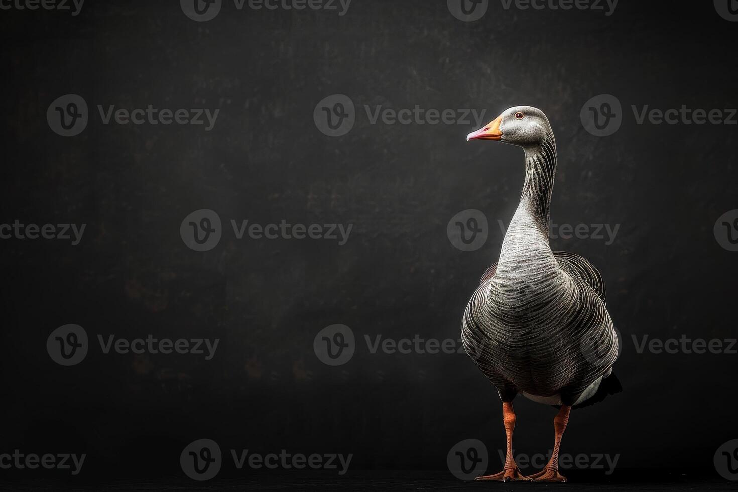 A goose standing on a black background photo