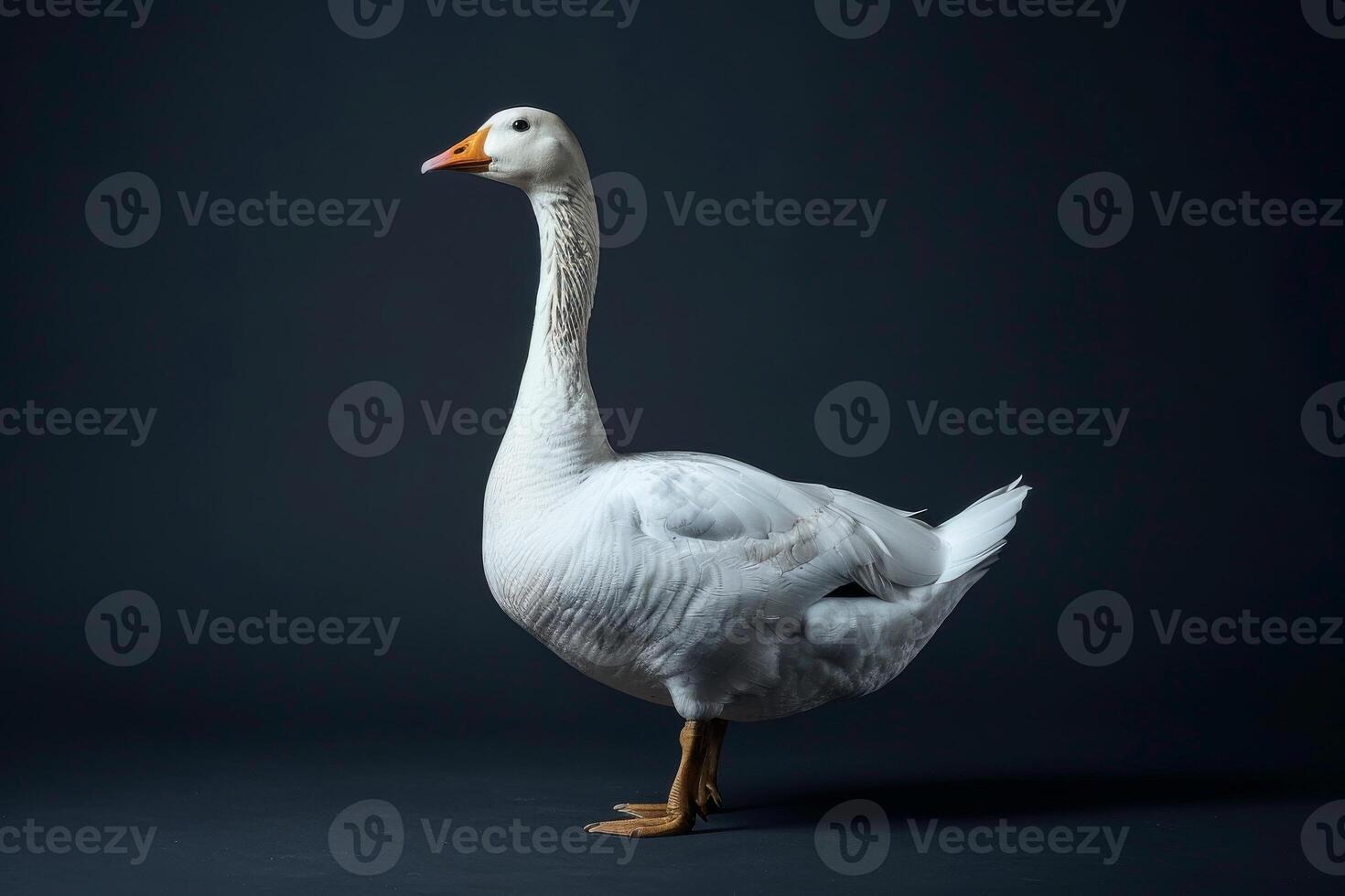 A white goose standing on a dark background photo