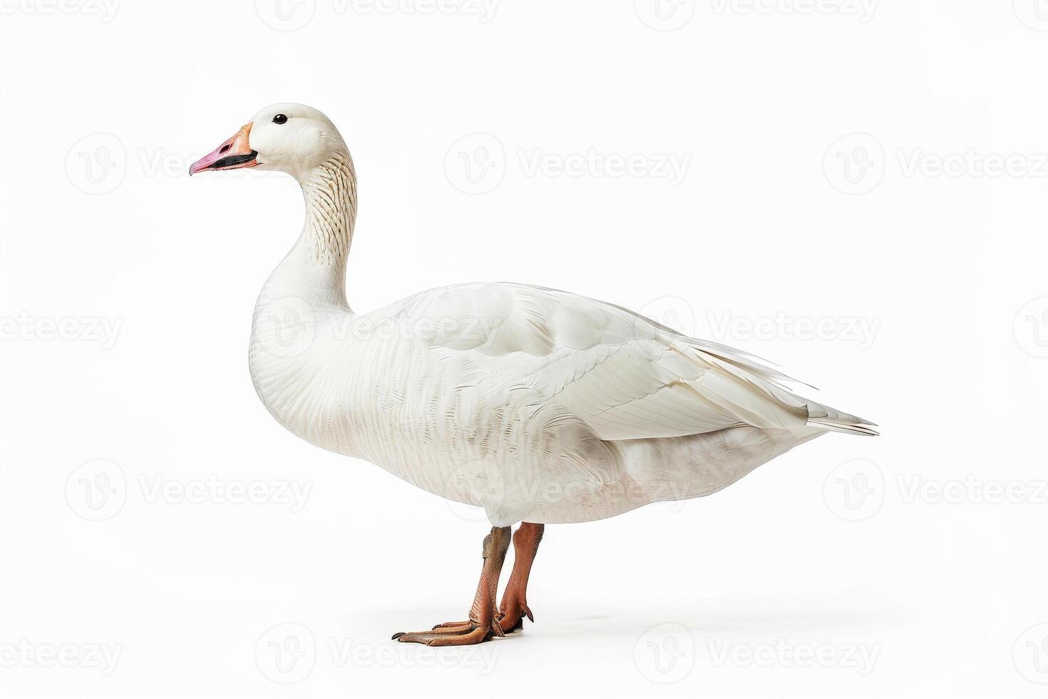 A white goose standing on a white background photo