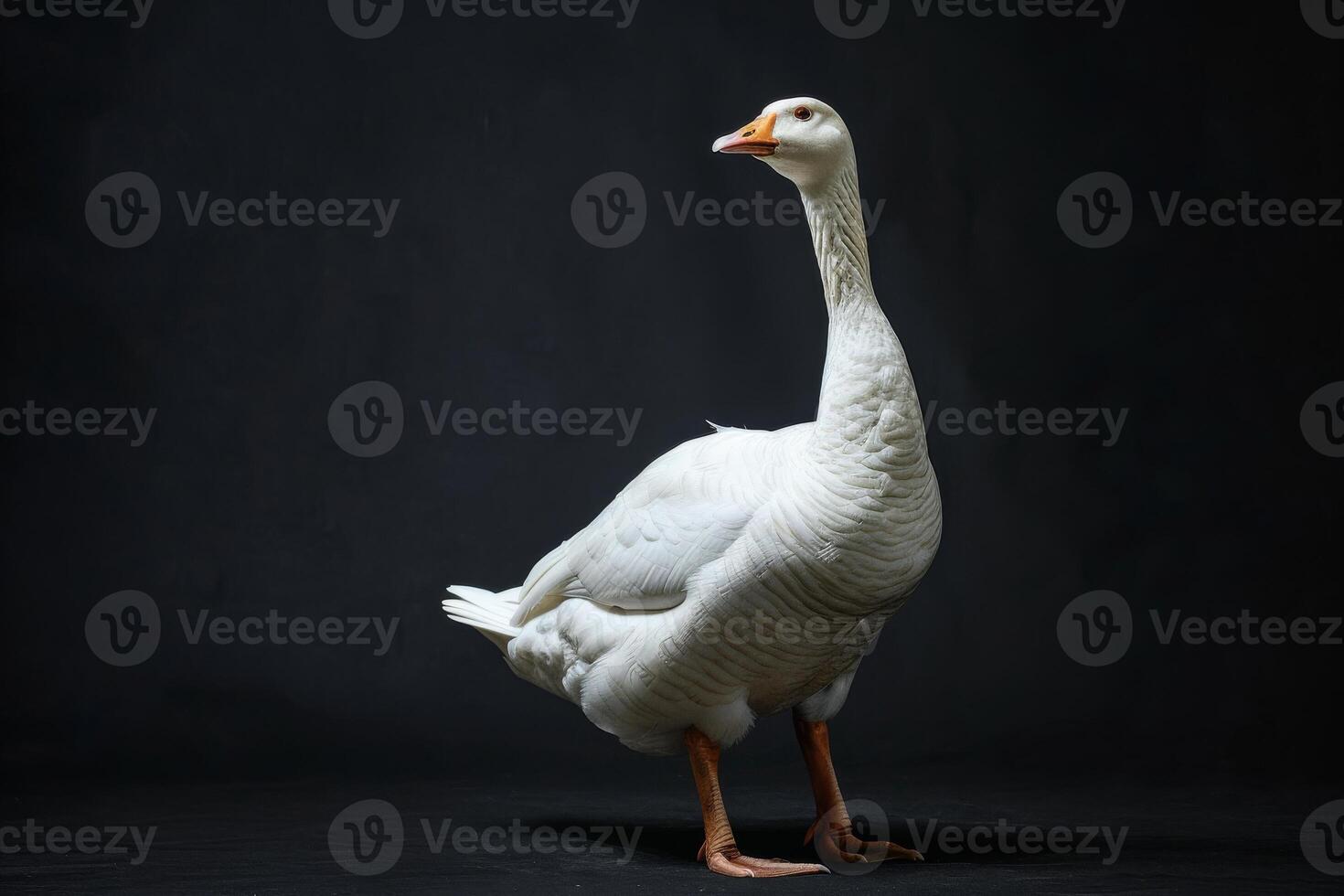 A white goose standing on a black background photo