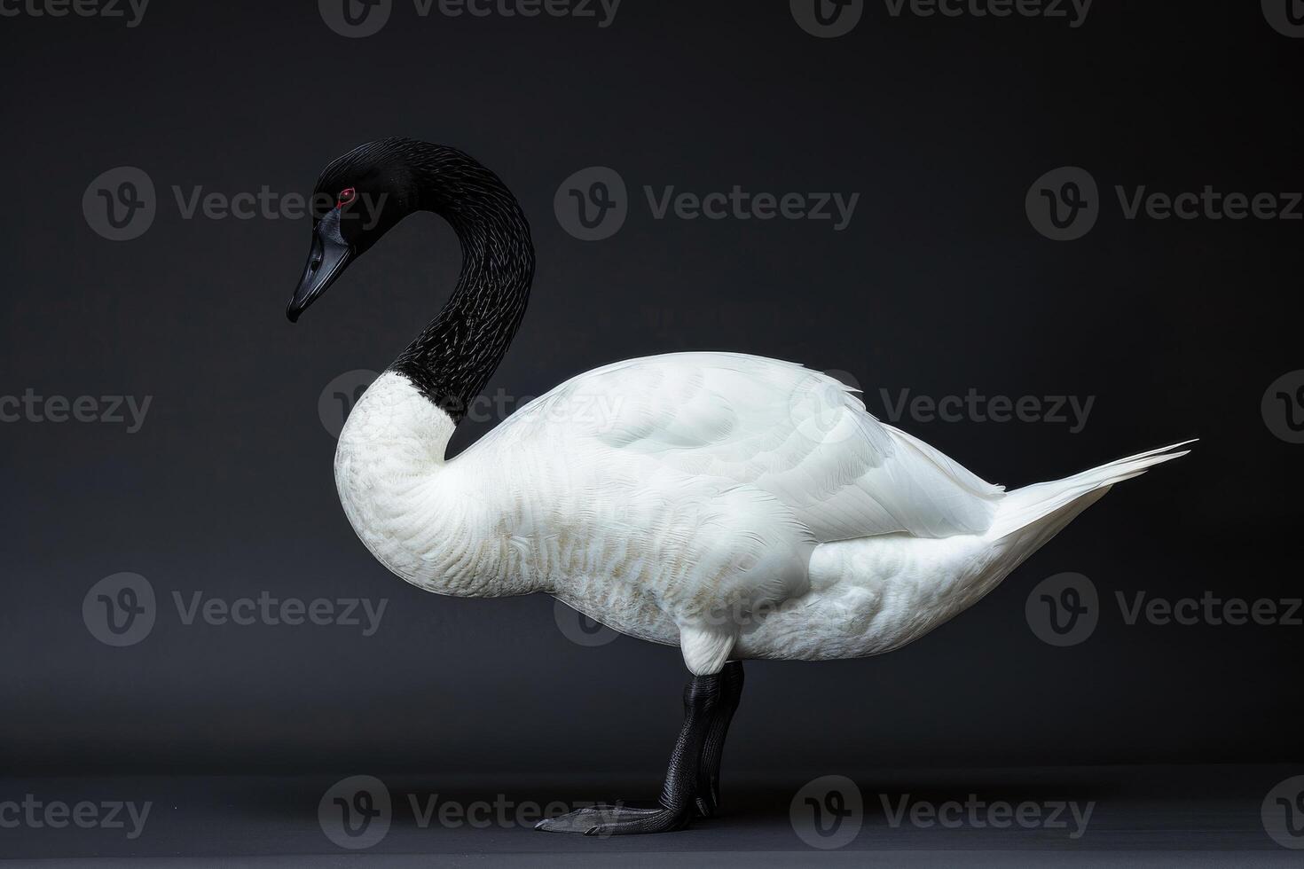 A white goose with black beak standing on a black background photo