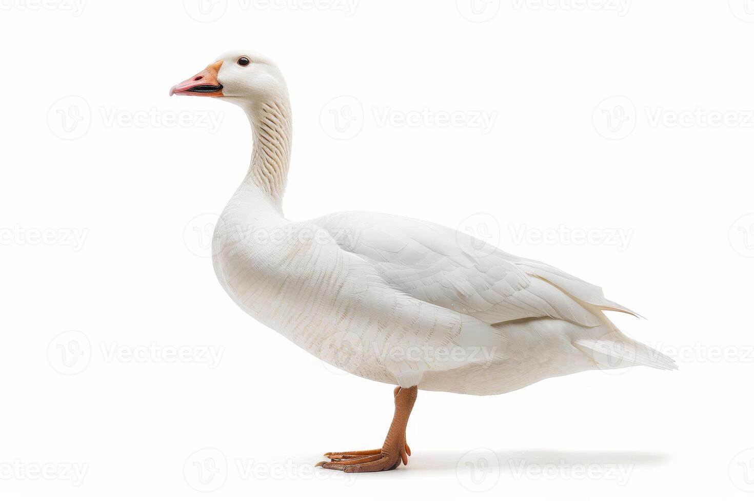 A white goose standing on a white background photo