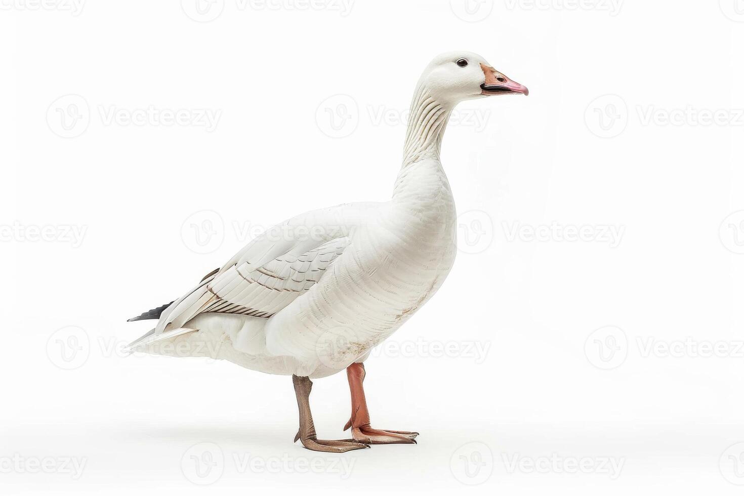 A white goose is standing in front of a white background photo