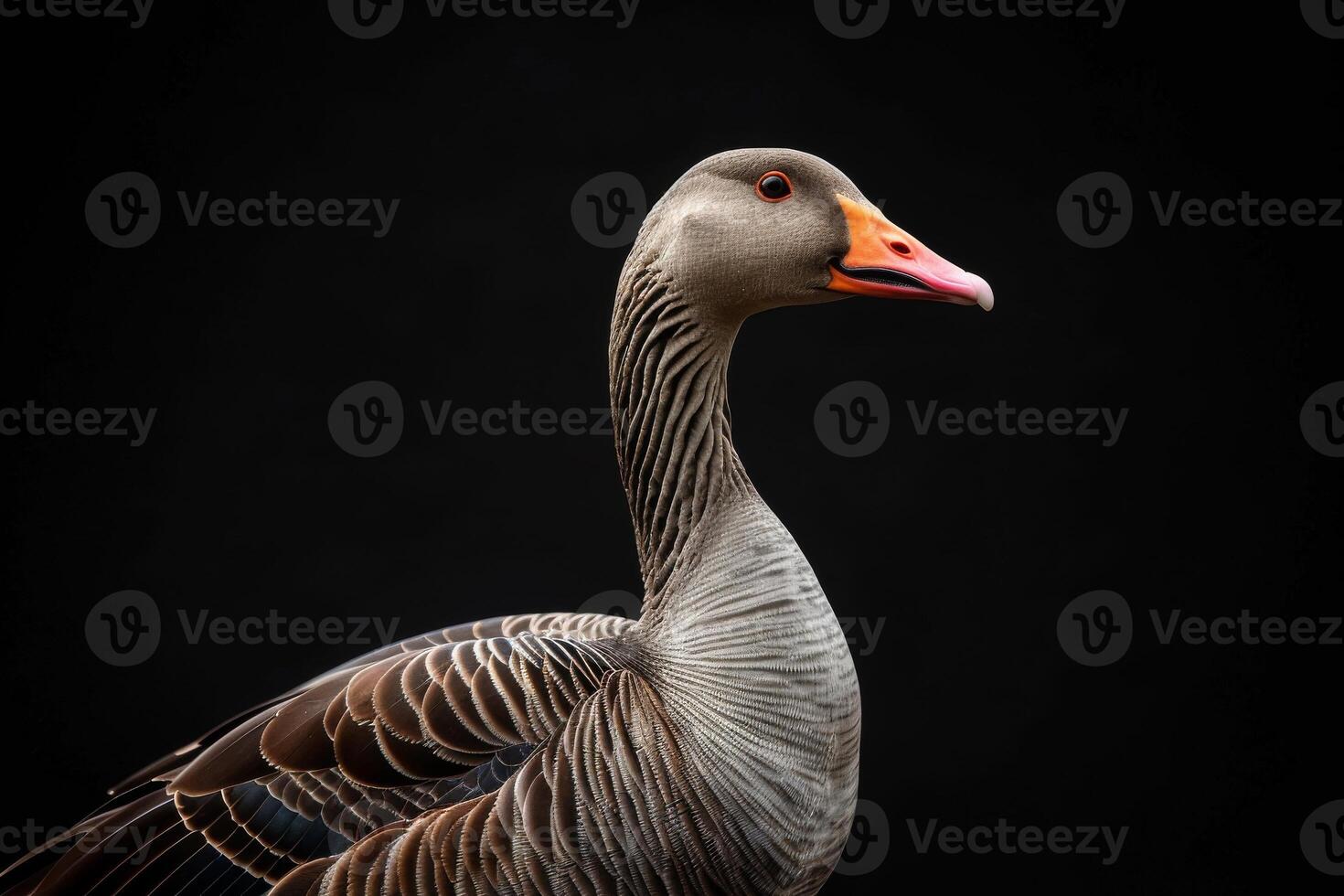 A goose is standing in front of a black background photo