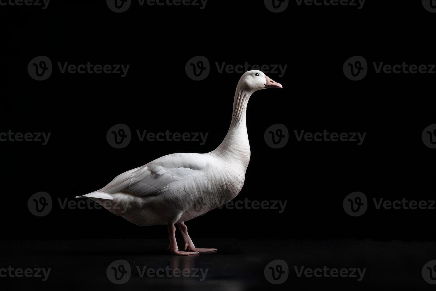 A white goose standing on a black background photo