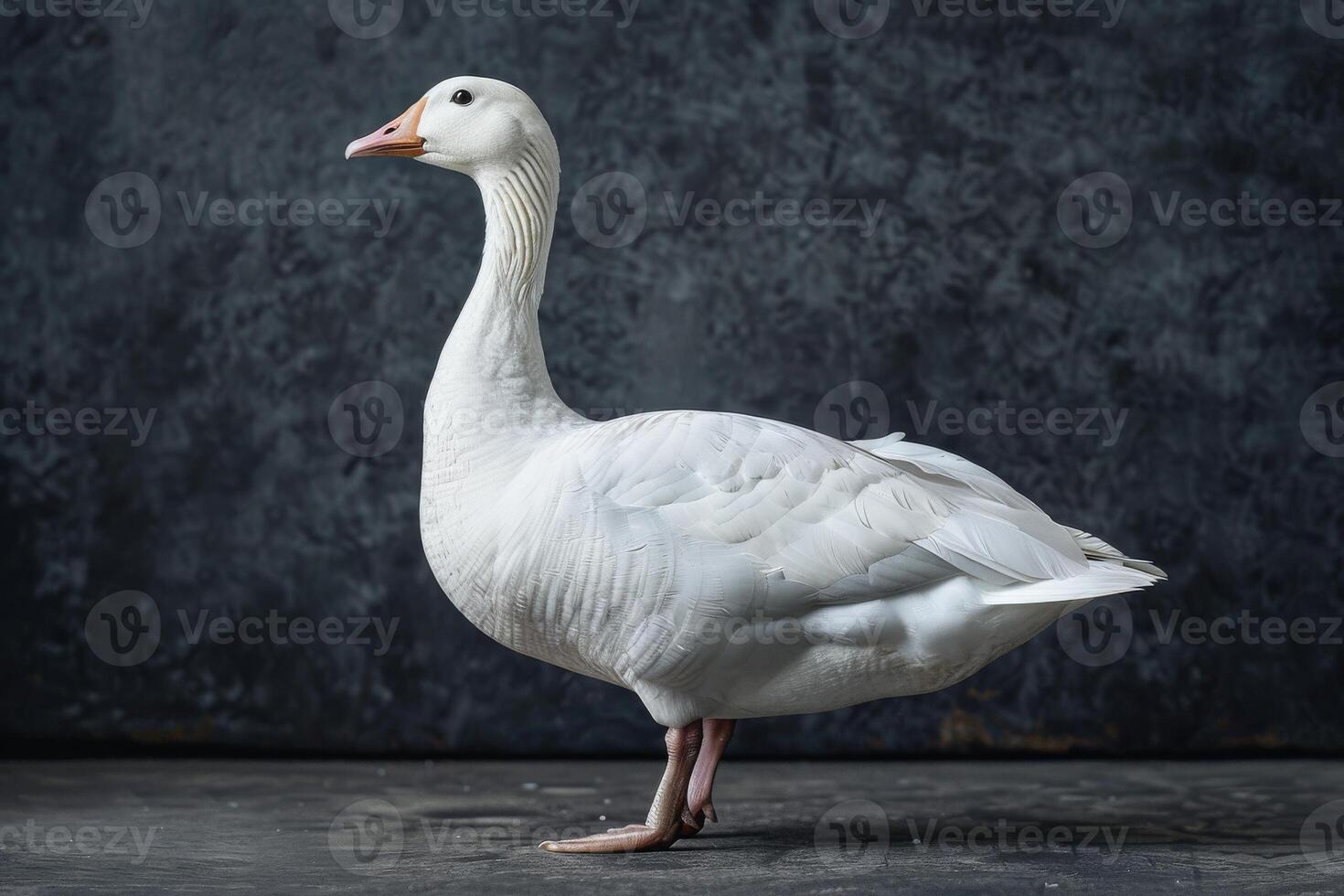 White goose standing on a dark background photo