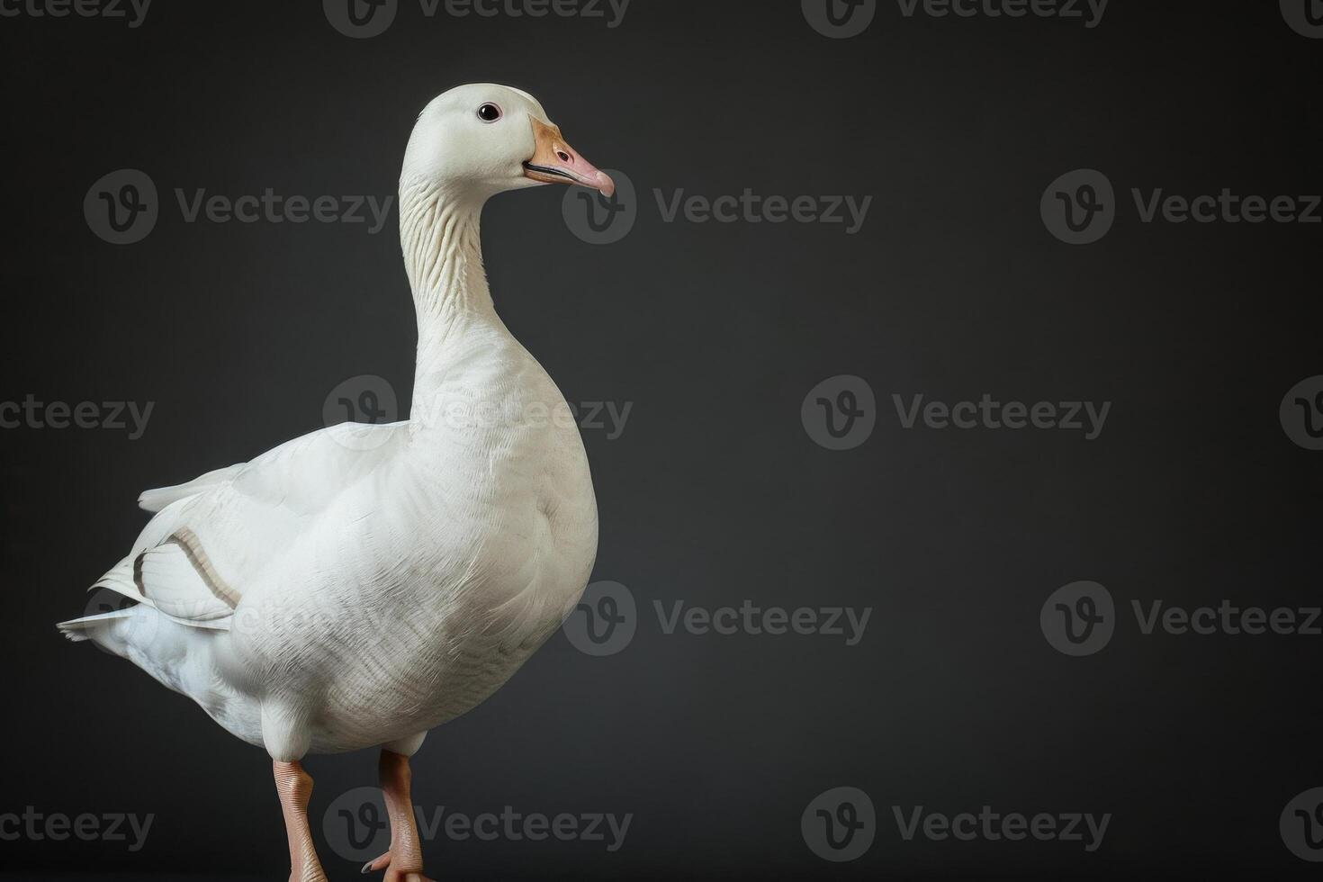 A white goose standing on a black background photo
