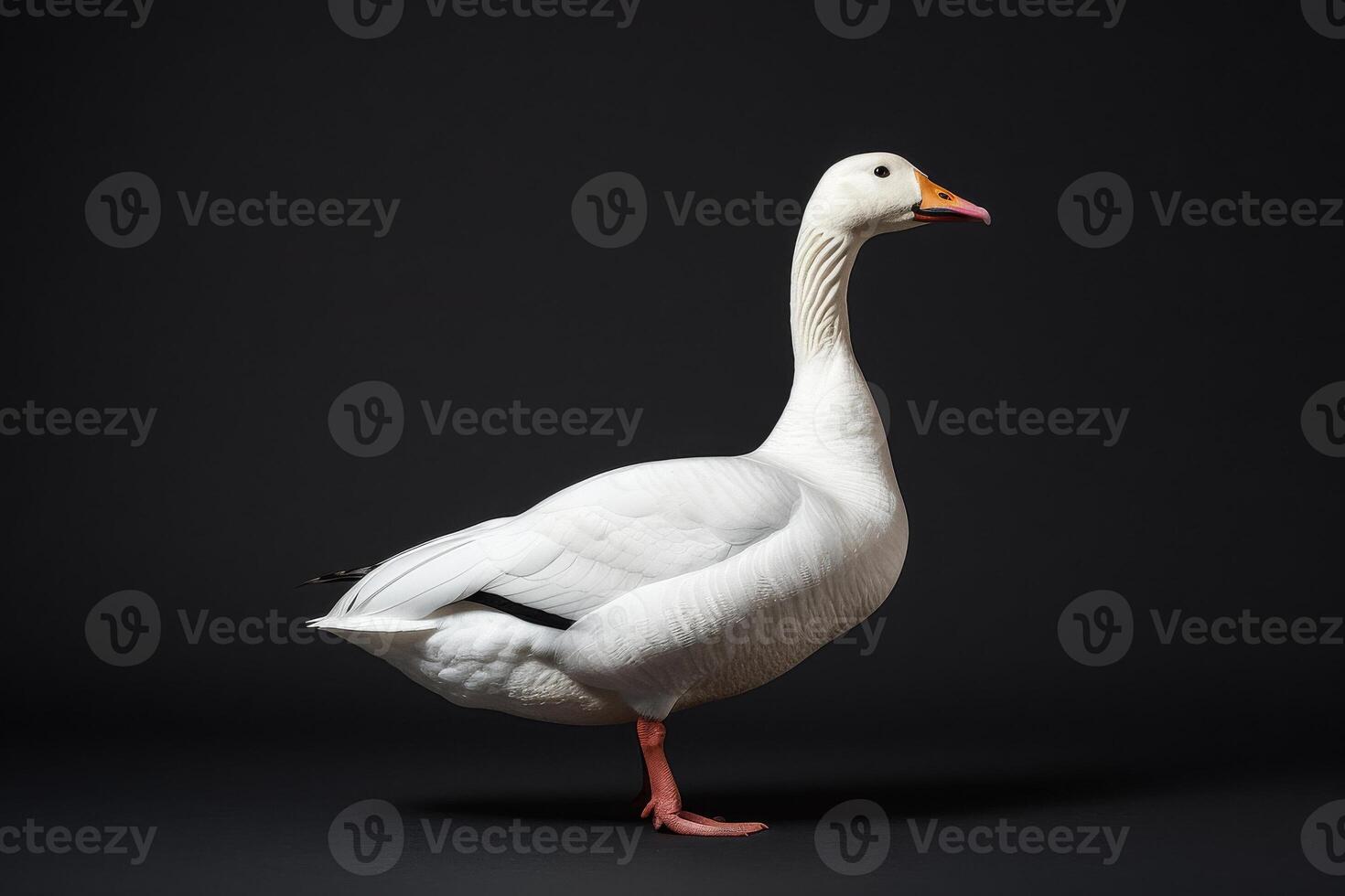 White goose isolated on black background photo