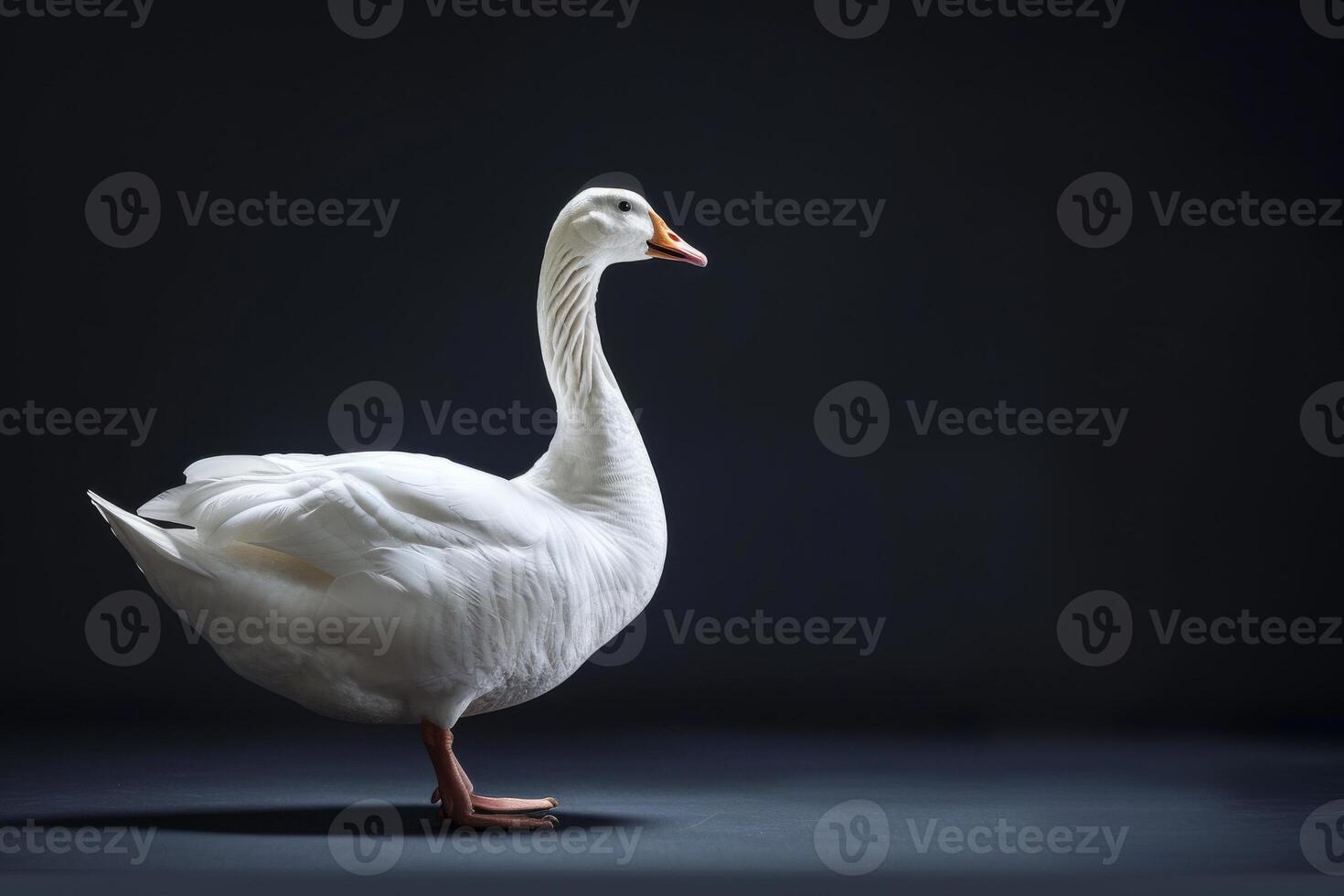 White goose standing on a dark background photo