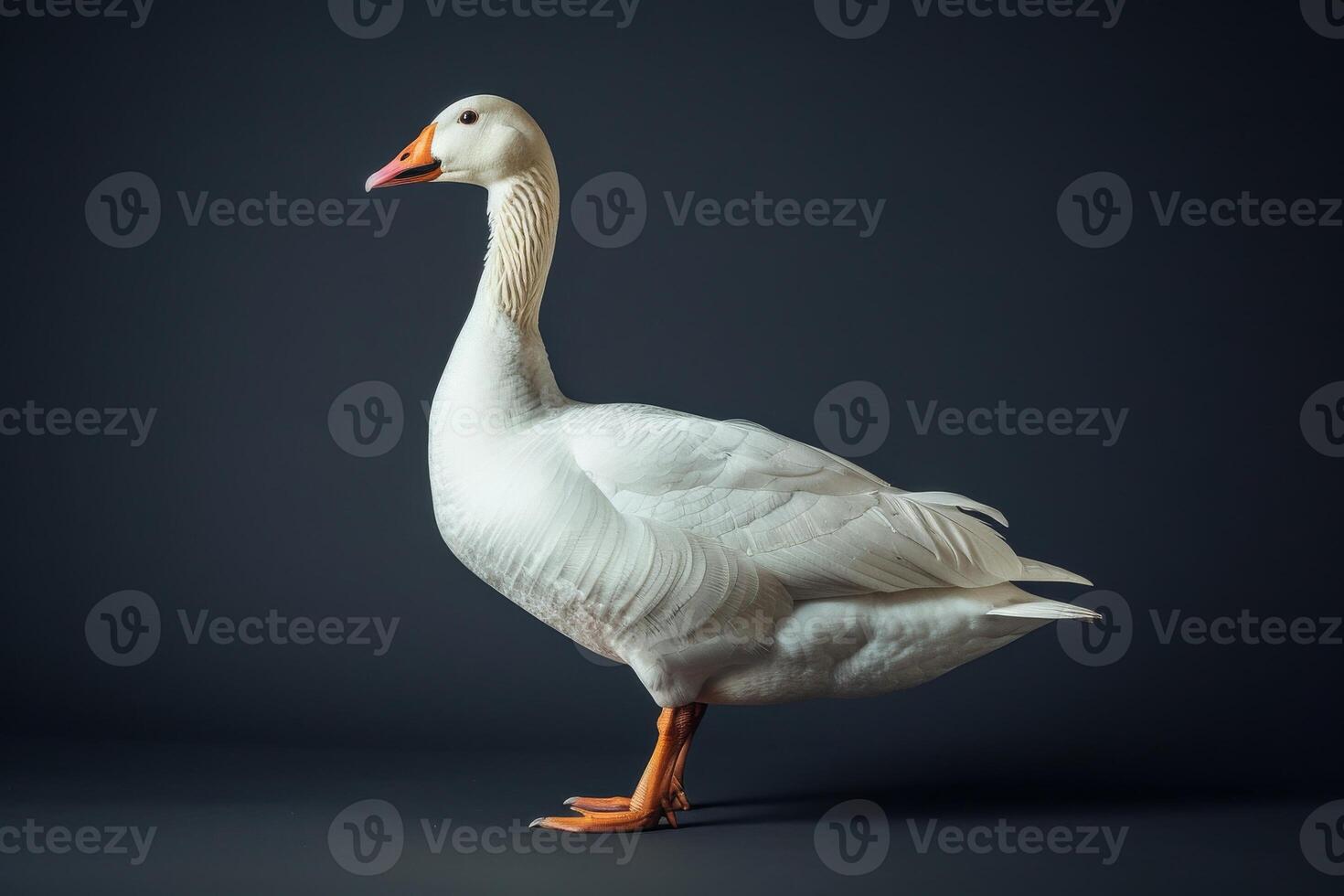 White goose isolated on black background photo