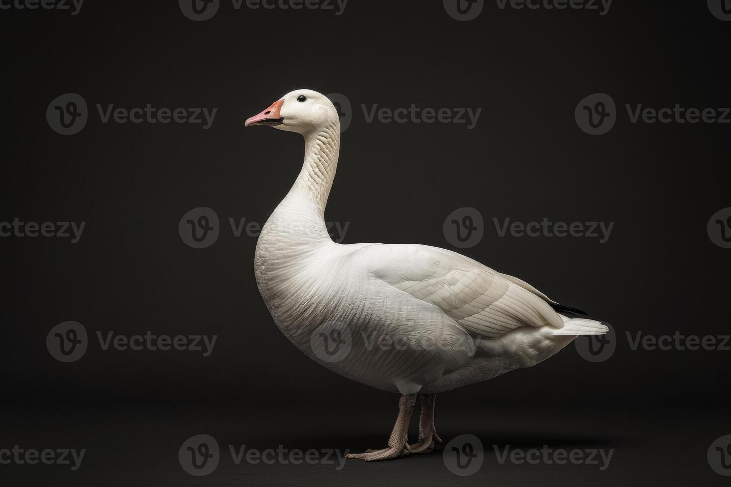 A white goose is standing in front of a black background photo
