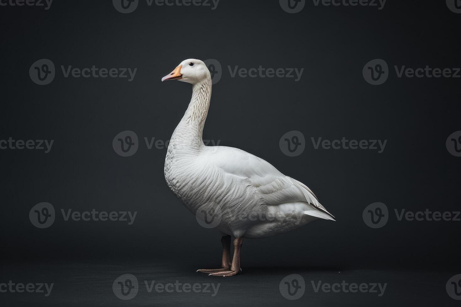 A white goose is standing in front of a black background photo