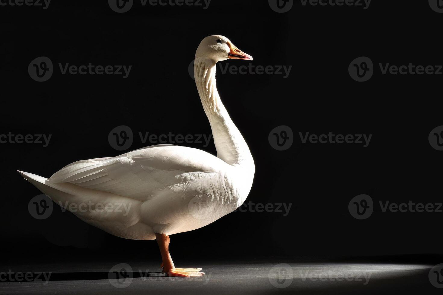 A white goose is standing in front of a black background photo