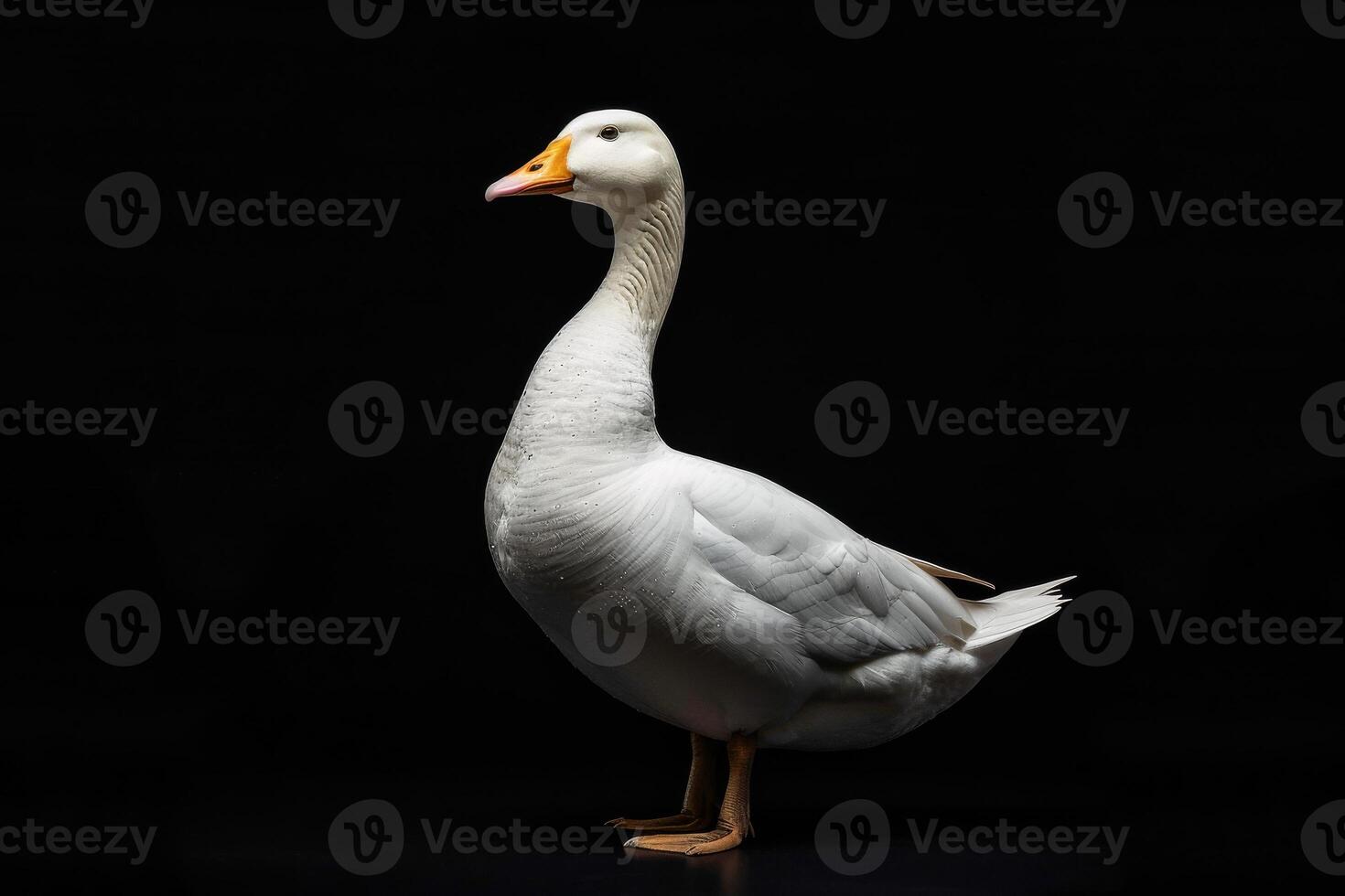 White goose isolated on black background photo