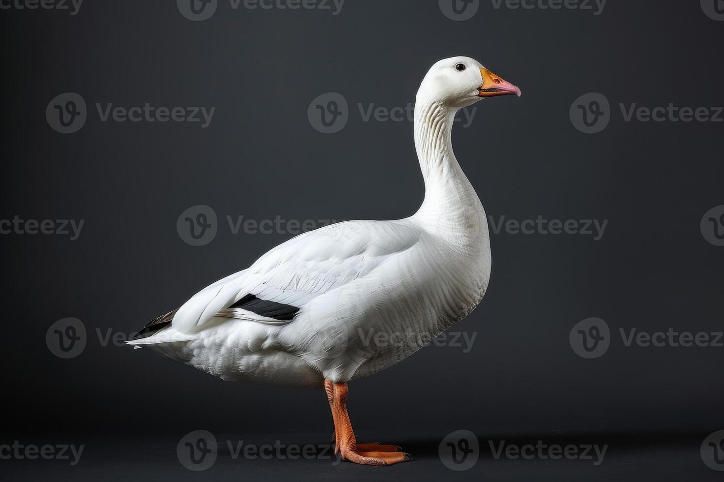 A white goose is standing in front of a black background photo