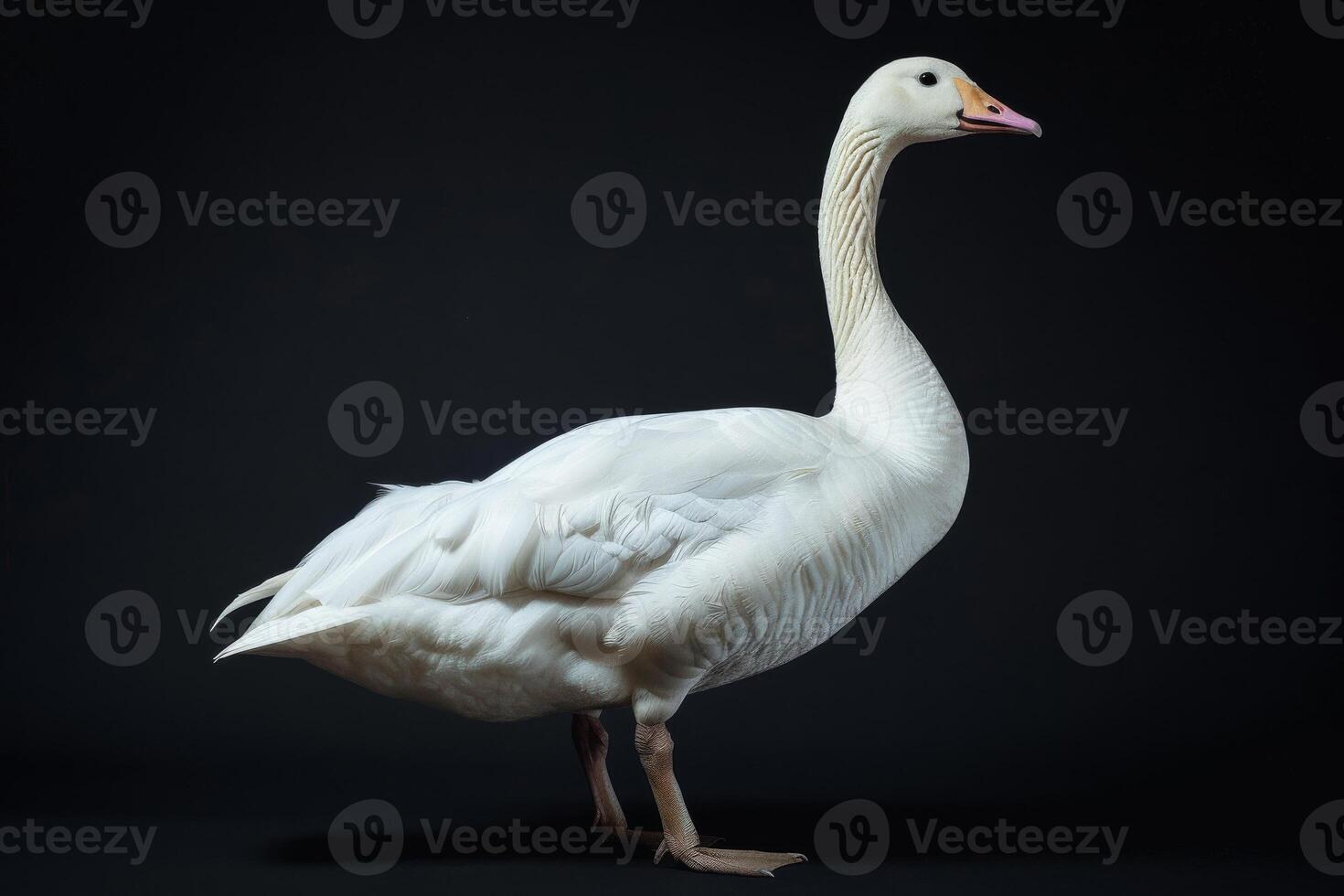 A white goose is standing in front of a black background photo