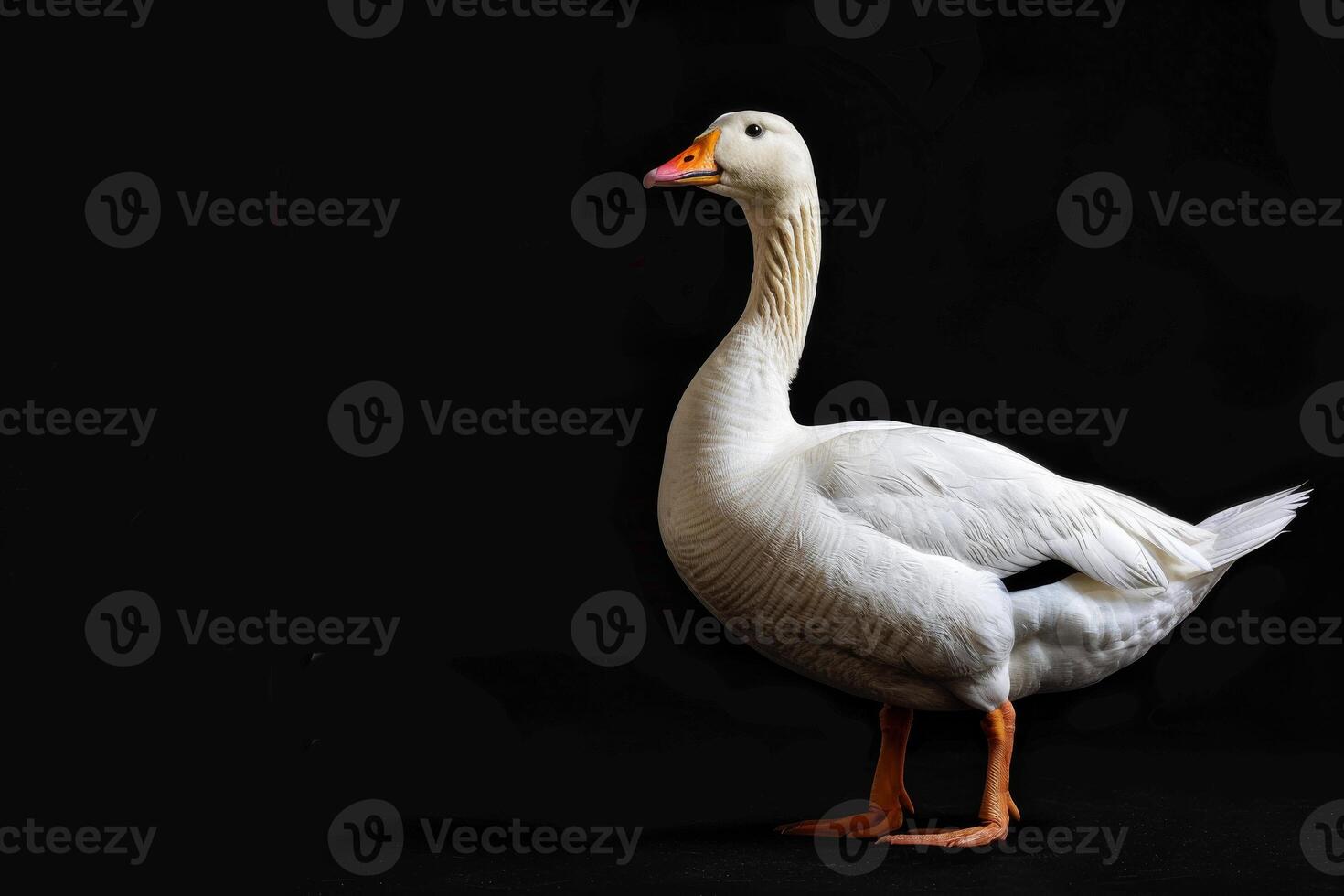 A white goose standing on a black background photo