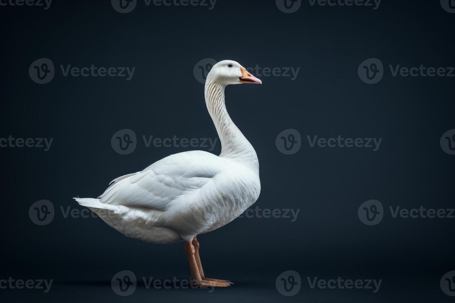 White swan on black background photo