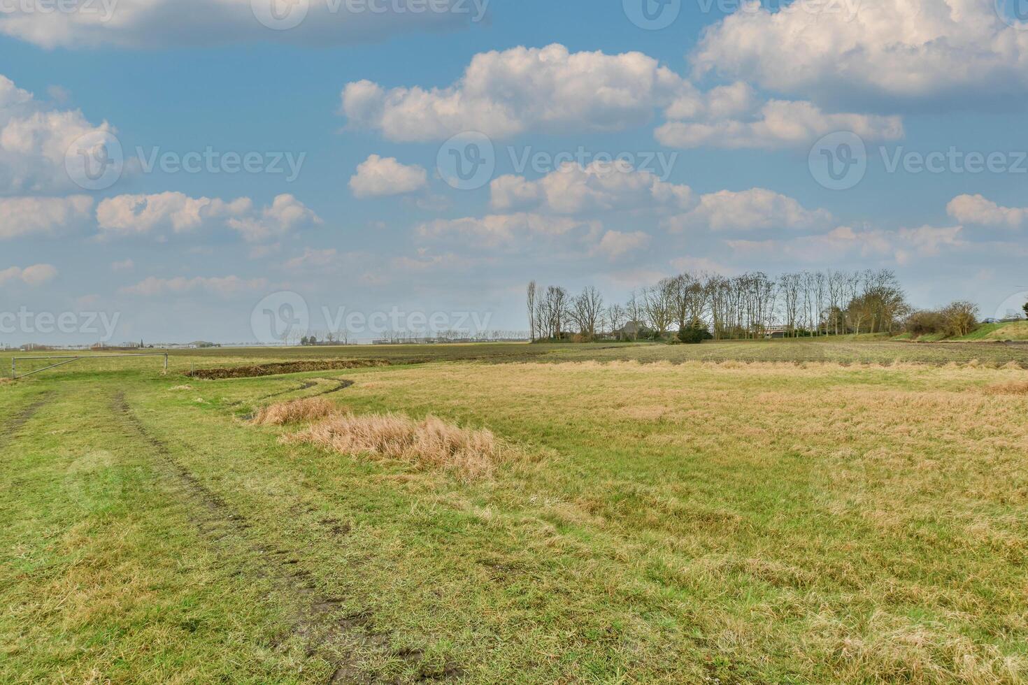 A field with a horse photo
