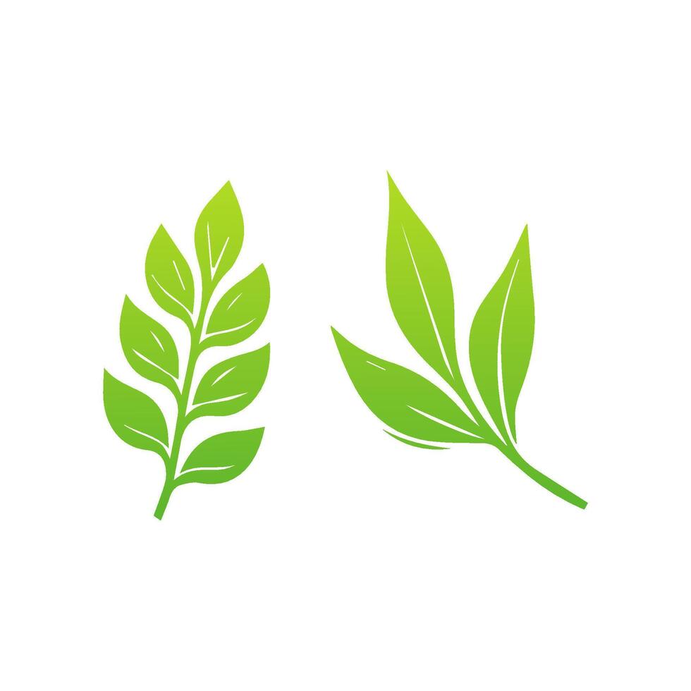 Two green leaves are shown on a white background vector
