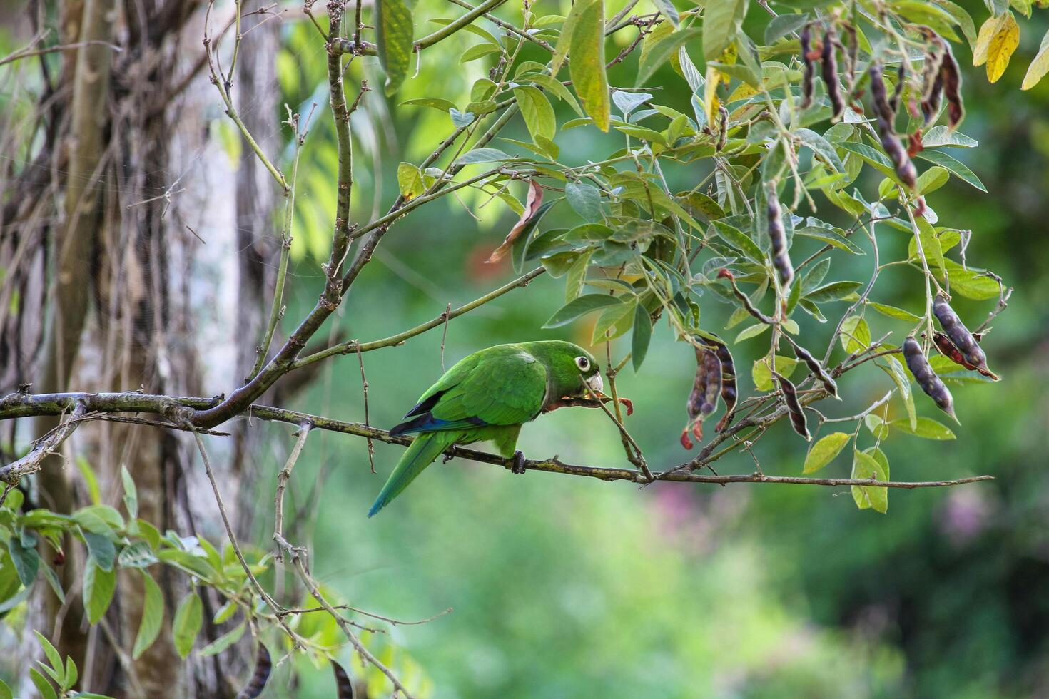 Tree-Feeding Parrots Nature's Buffet photo