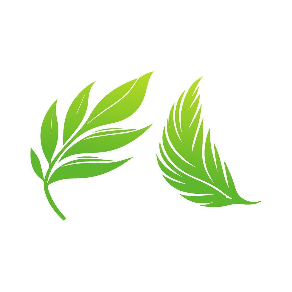 Two green leaves on a white background vector
