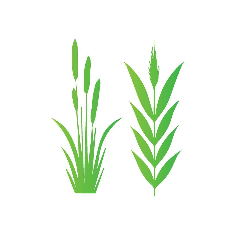 Green grass and reeds on a white background vector