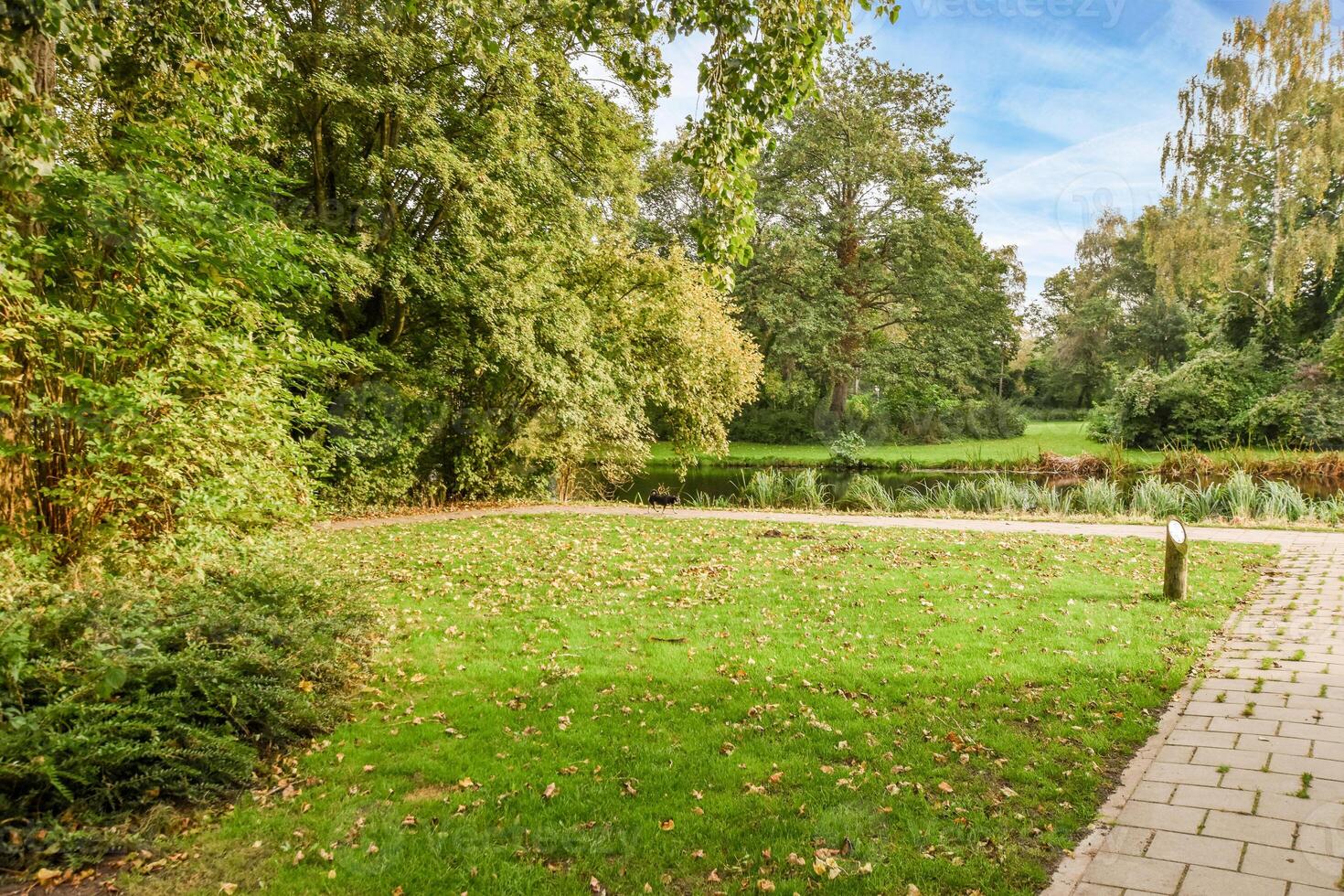 A walkway in a park with trees and grass photo