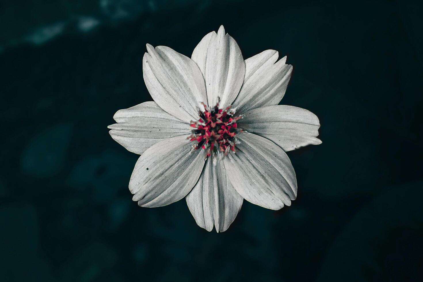 Innocent Cosmos Floral Elegance photo