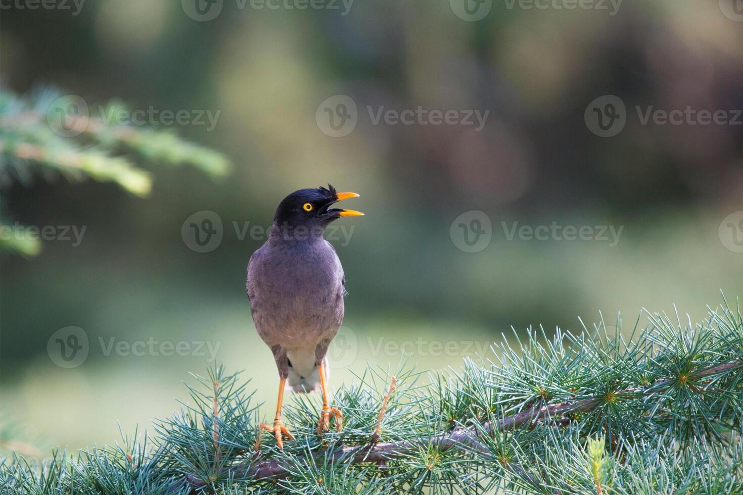 Clever Look Of The Indian Myna Birds photo
