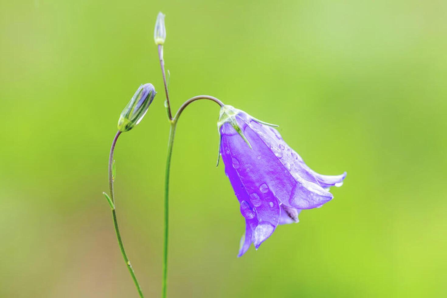 Purple Majesty Wild Natural Flowers in Bloom photo