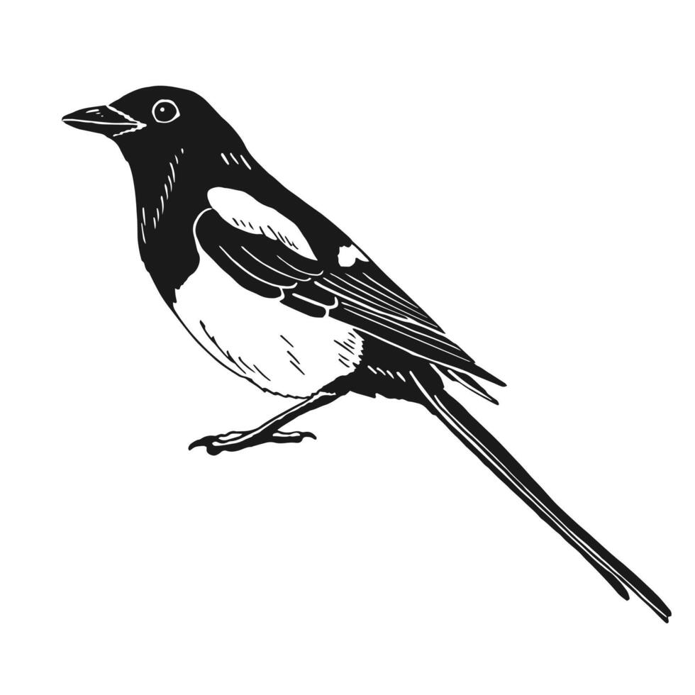 Magpie, bird. Hand drawn illustration on white background vector
