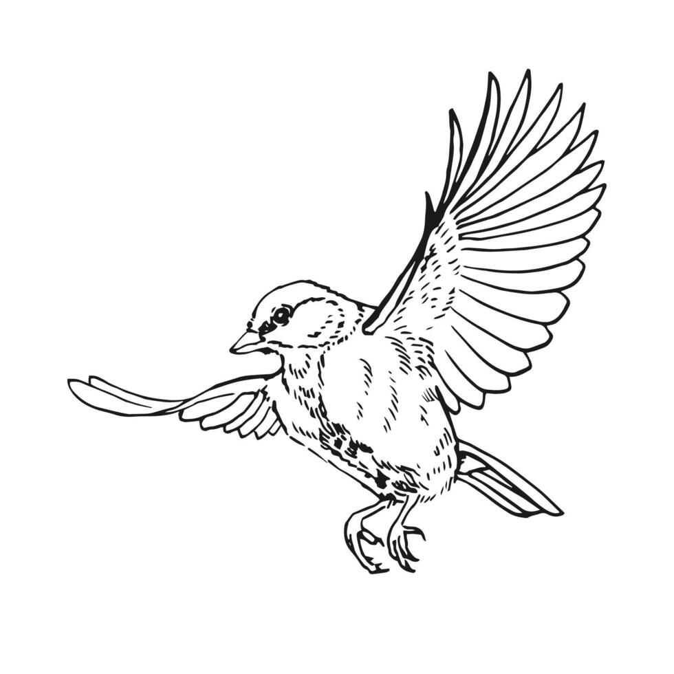 Titmouse. Flying bird. Hand drawn illustration. vector