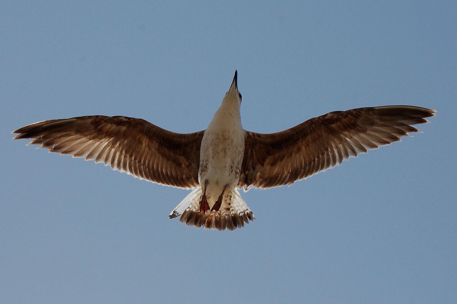 Sovereign Skies The Flight of the Eagle photo